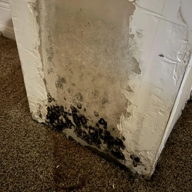 Professional Mold Removal in Belhaven, NC